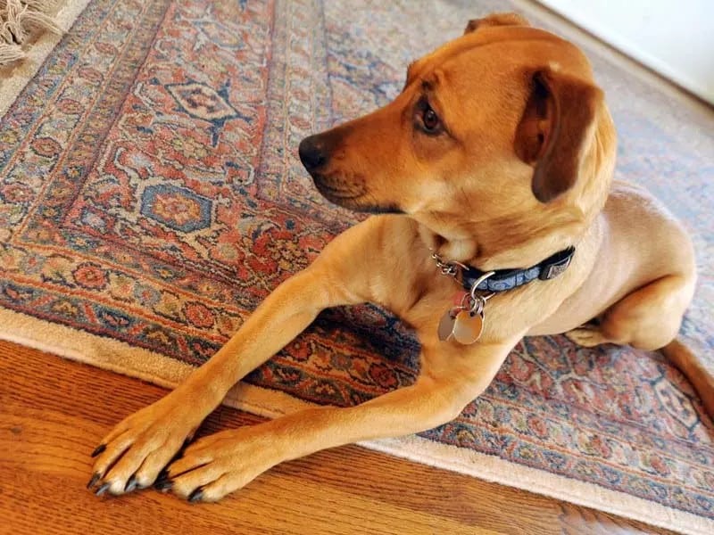 how-can-you-get-dog-pee-out-of-carpet