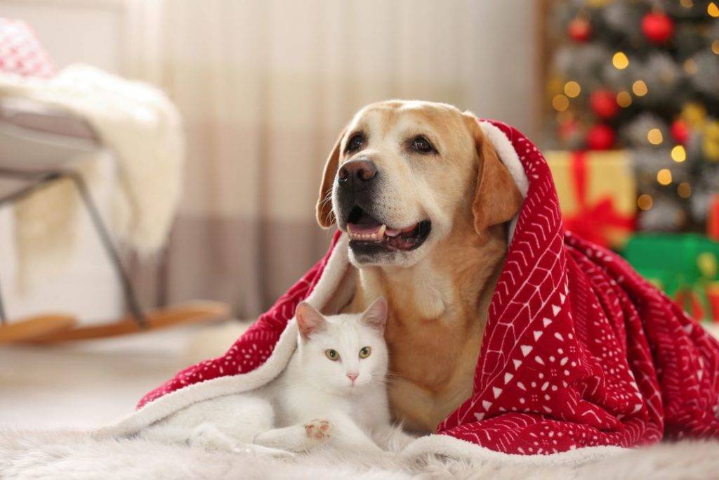 Holiday carpet cleaning tips